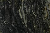 Polished Stromatolite (Alcheringa) Section - Billion Years #180208-1